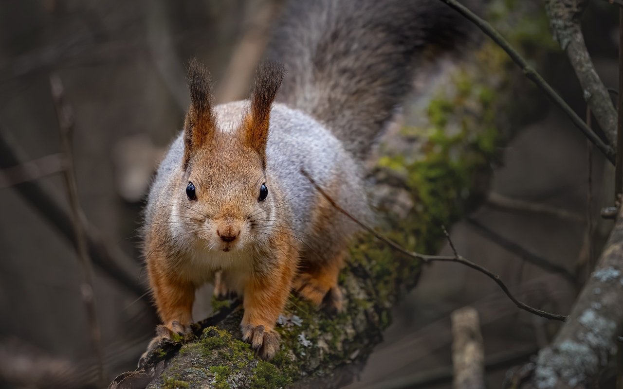 Обои природа, дерево, ветки, животное, белка, зверек, грызун, nature, tree, branches, animal, protein, rodent разрешение 2048x1425 Загрузить