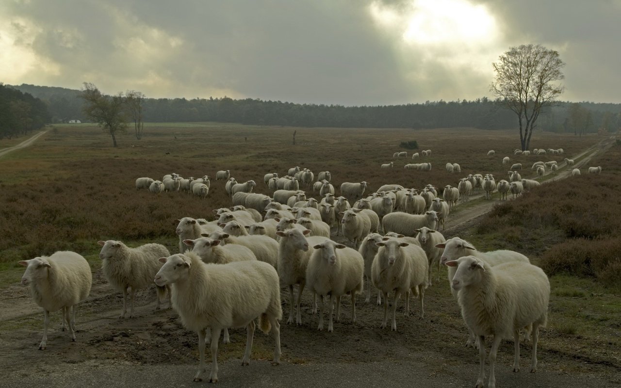 Обои природа, овцы, стадо, nature, sheep, the herd разрешение 2047x1356 Загрузить