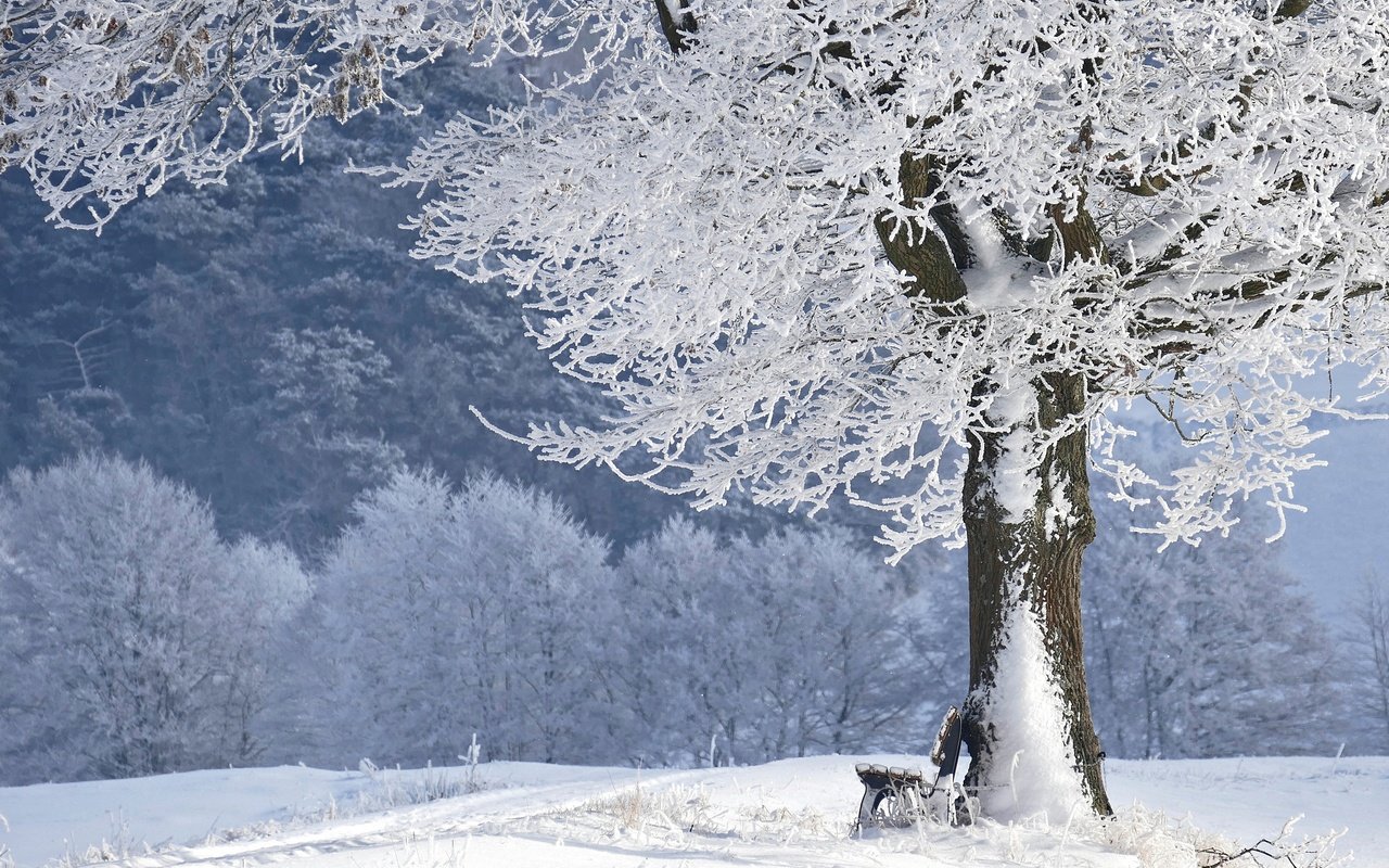 Обои снег, дерево, зима, парк, иней, скамейка, лавочка, snow, tree, winter, park, frost, bench, shop разрешение 3888x2592 Загрузить