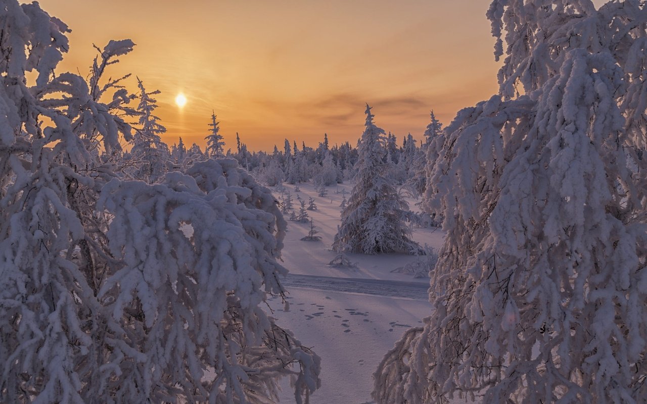 Обои ели, солнце, снег, природа, лес, закат, зима, пейзаж, ветки, ate, the sun, snow, nature, forest, sunset, winter, landscape, branches разрешение 2000x1261 Загрузить