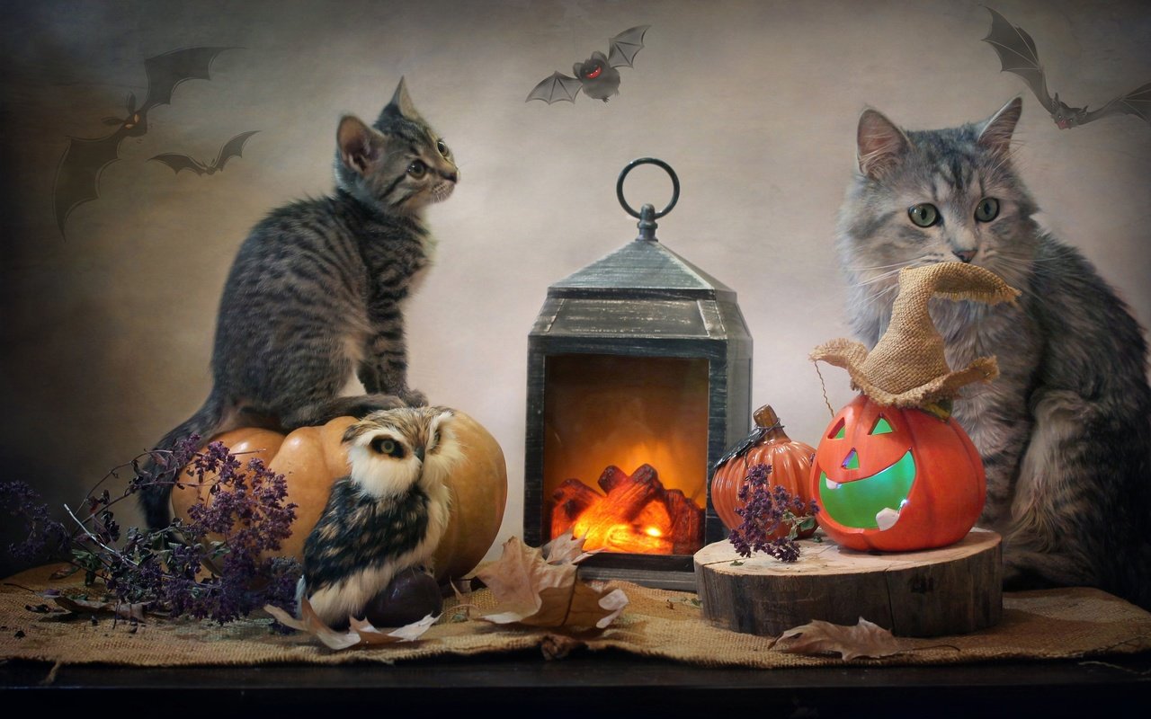 Обои сова, тыквы, листья, детеныш, животные, мешковина, светлана ковалёва, кот, котенок, фонарь, ткань, хэллоуин, owl, pumpkin, leaves, cub, burlap, animals, cat, kitty, lantern, fabric, halloween разрешение 2944x1998 Загрузить