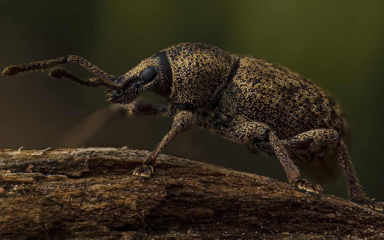 Обои жук, насекомое, beetle, insect разрешение 1920x1080 Загрузить