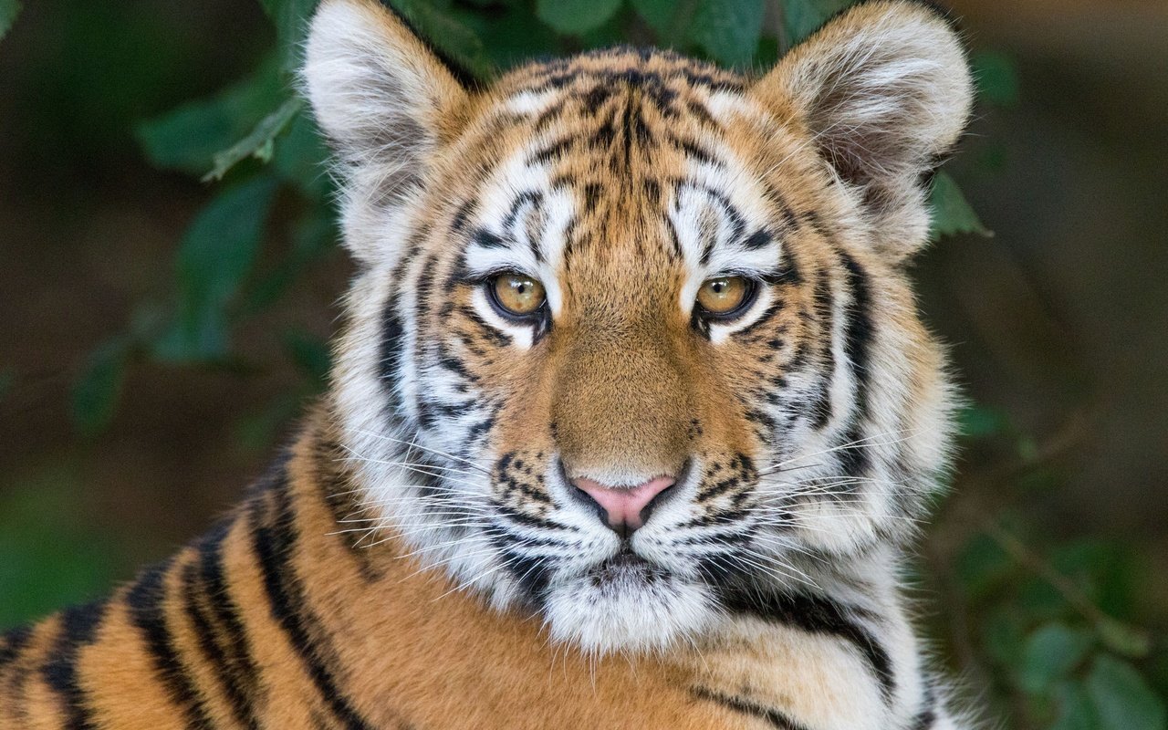 Обои тигр, морда, портрет, взгляд, тигренок, tiger, face, portrait, look разрешение 2048x1365 Загрузить