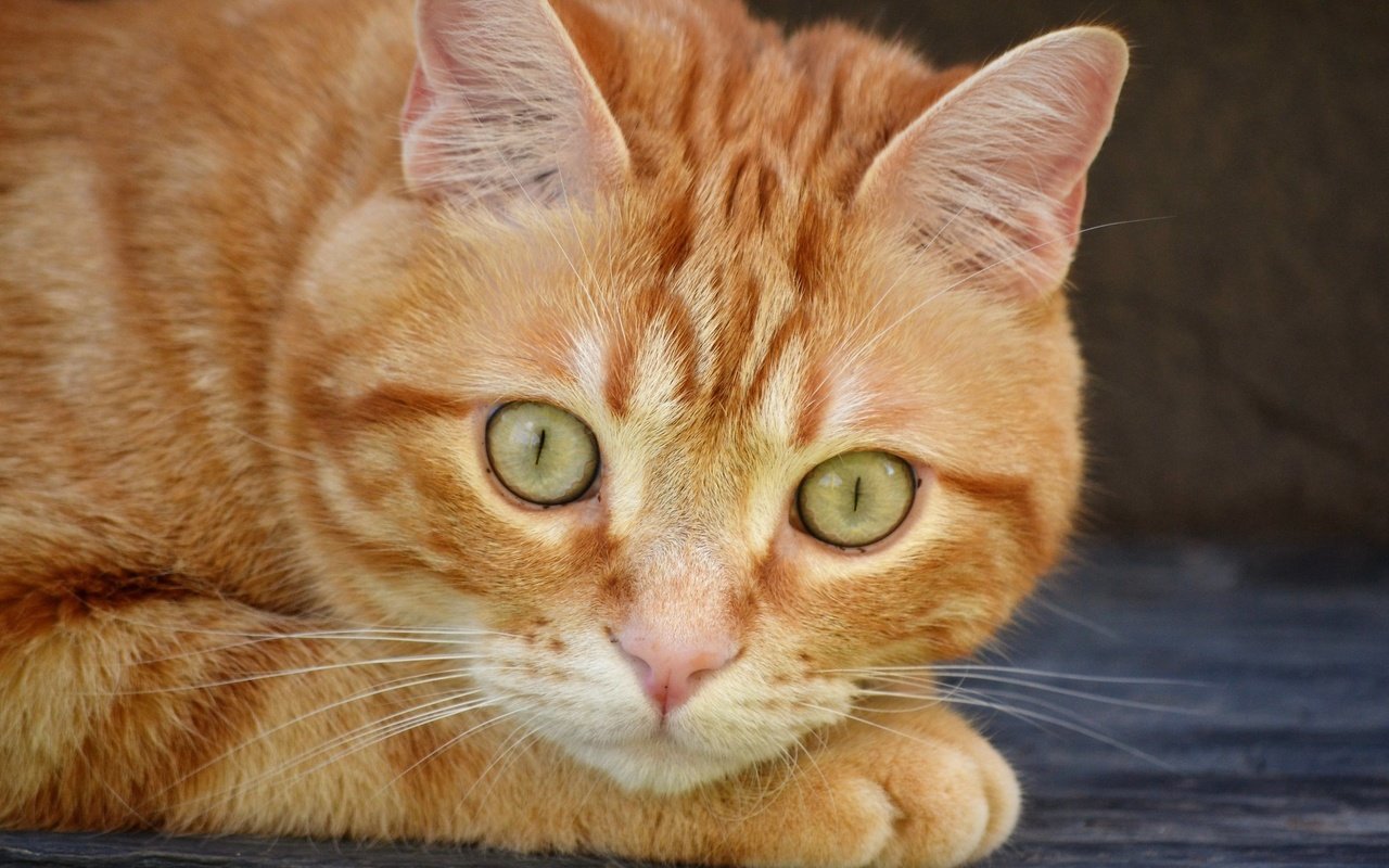 Обои портрет, кот, мордочка, усы, кошка, взгляд, рыжий, portrait, cat, muzzle, mustache, look, red разрешение 2048x1398 Загрузить