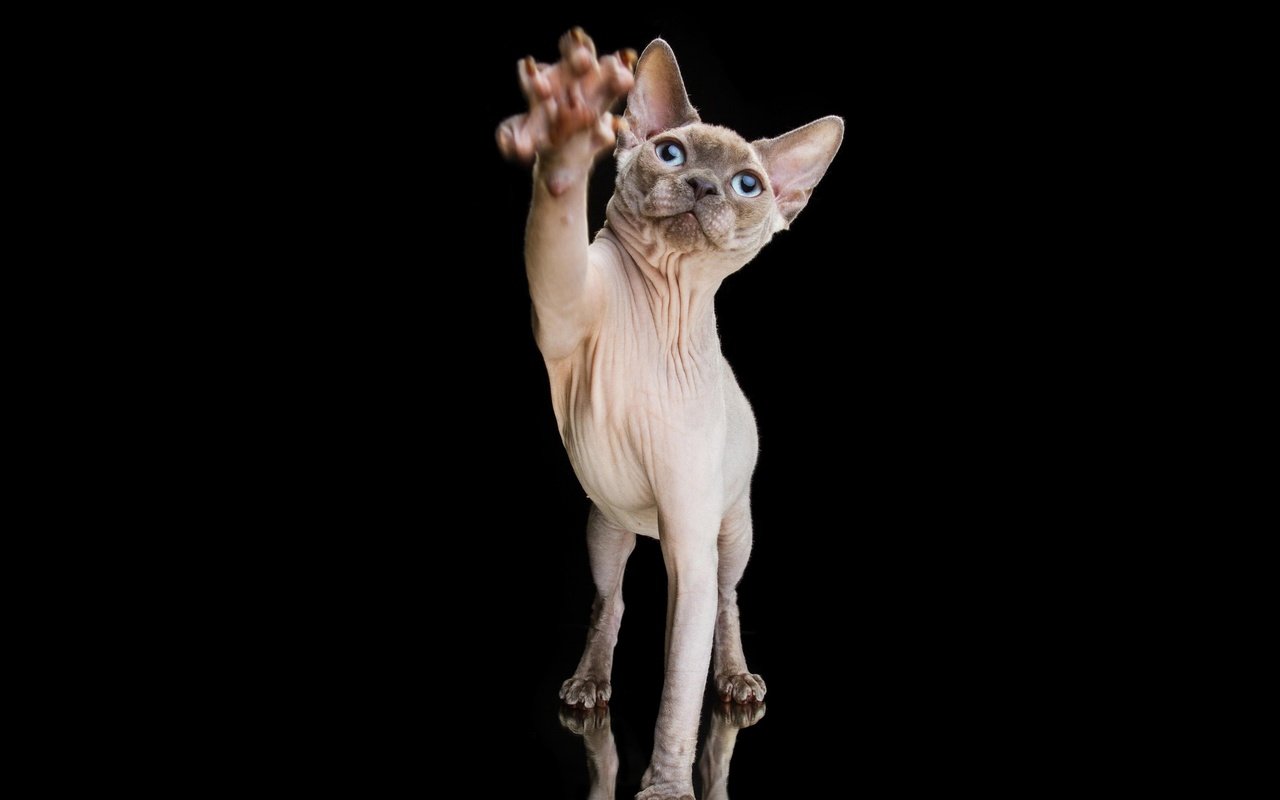 Обои портрет, кошка, черный фон, когти, лапа, сфинкс, portrait, cat, black background, claws, paw, sphinx разрешение 3600x2400 Загрузить
