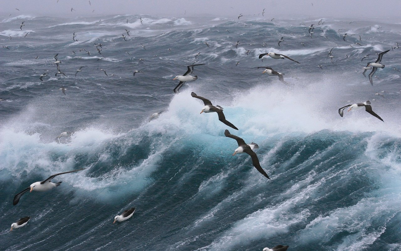 Обои волны, море, полет, птицы, чайки, шторм, wave, sea, flight, birds, seagulls, storm разрешение 2880x1920 Загрузить