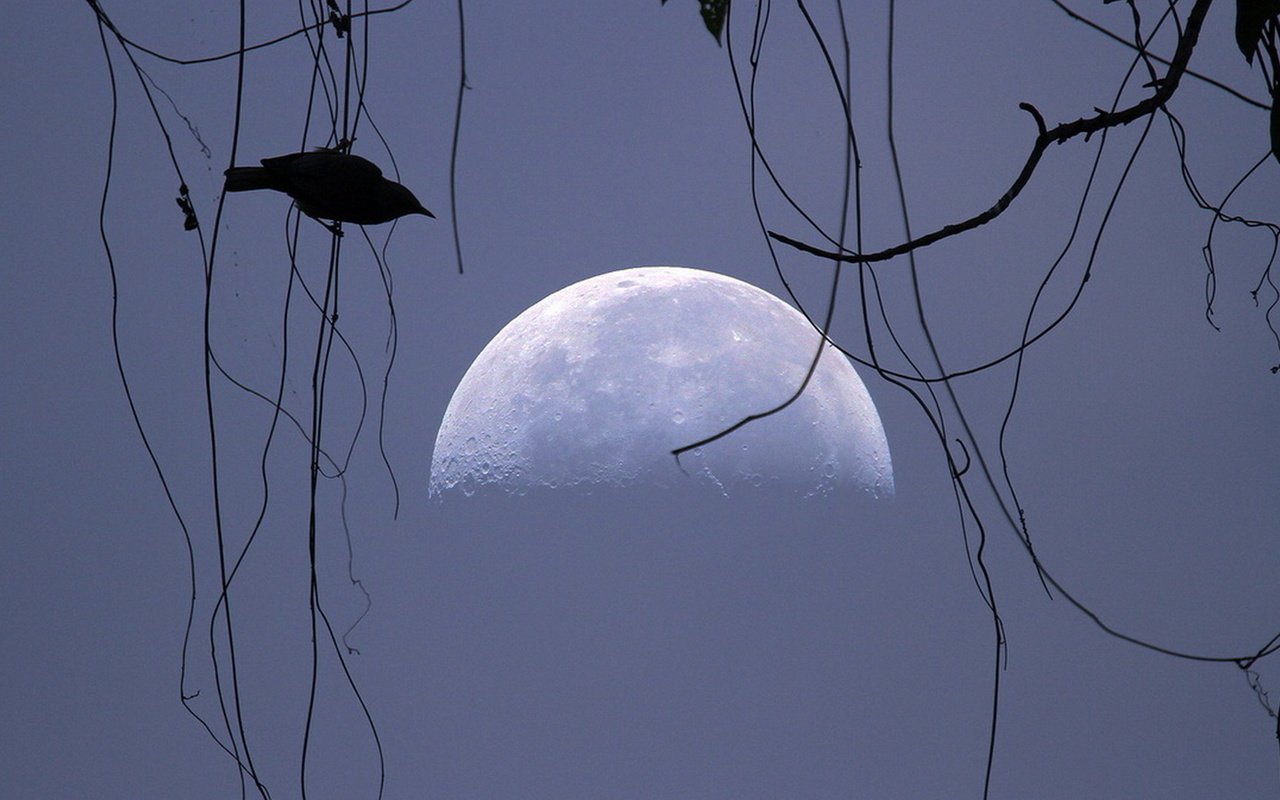 Обои небо, луна, птица, силуэт, the sky, the moon, bird, silhouette разрешение 1920x1080 Загрузить