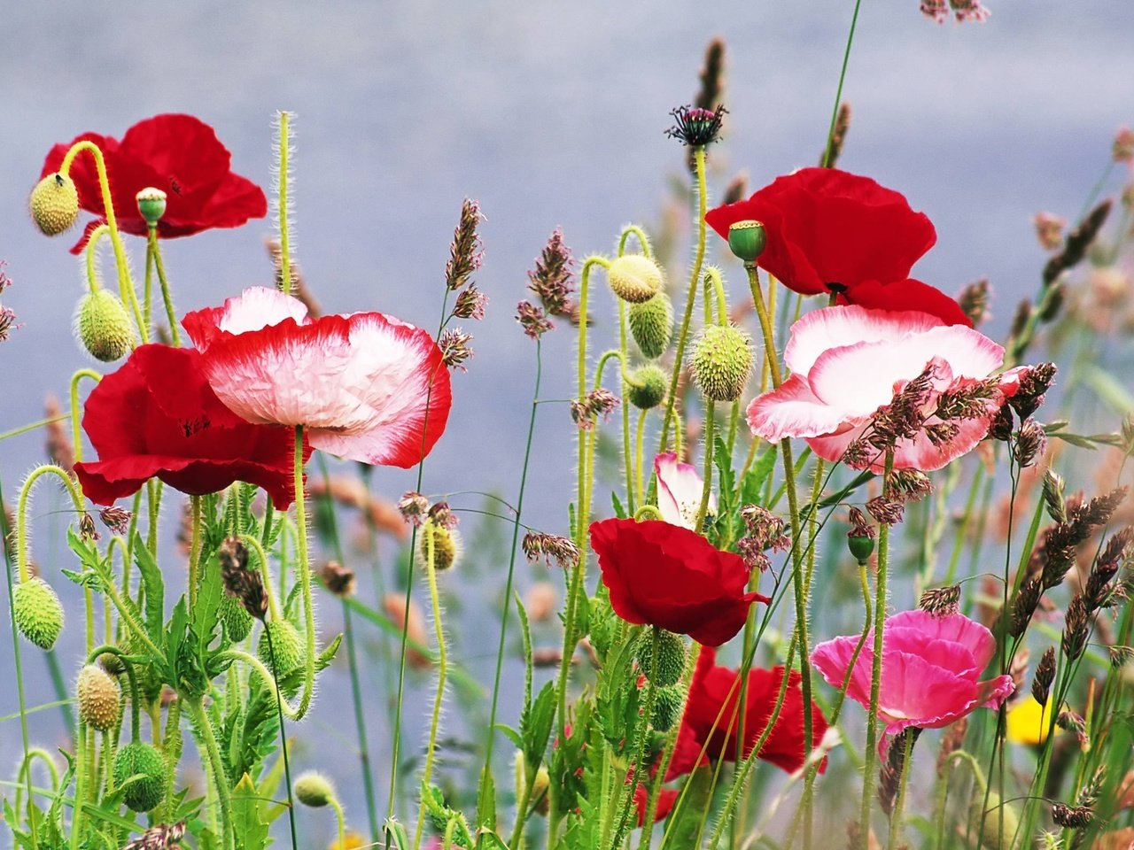 Обои цветы, трава, лето, маки, flowers, grass, summer, maki разрешение 2560x1600 Загрузить