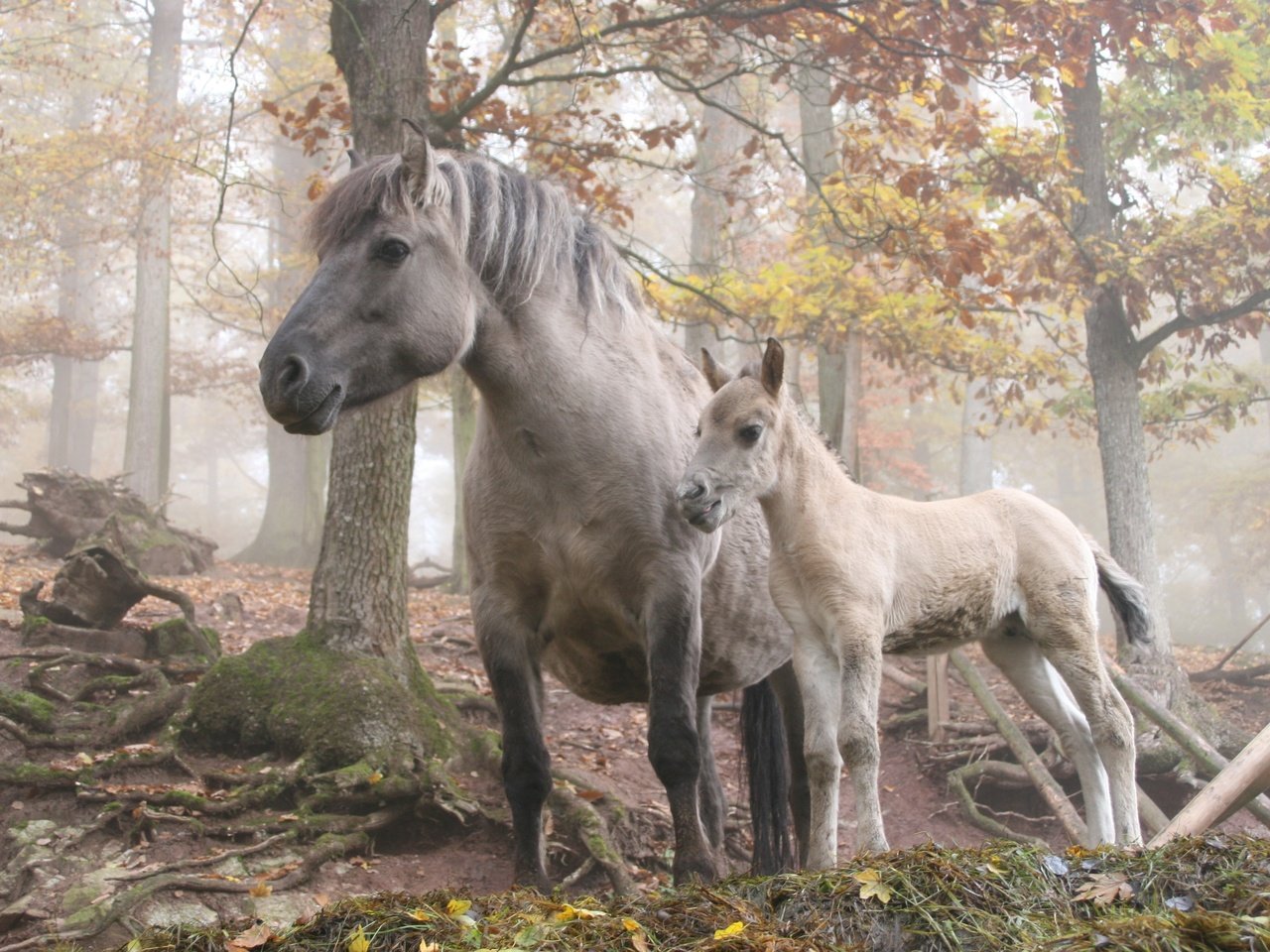Обои лошадь, деревья, лес, horse, trees, forest разрешение 3504x2336 Загрузить