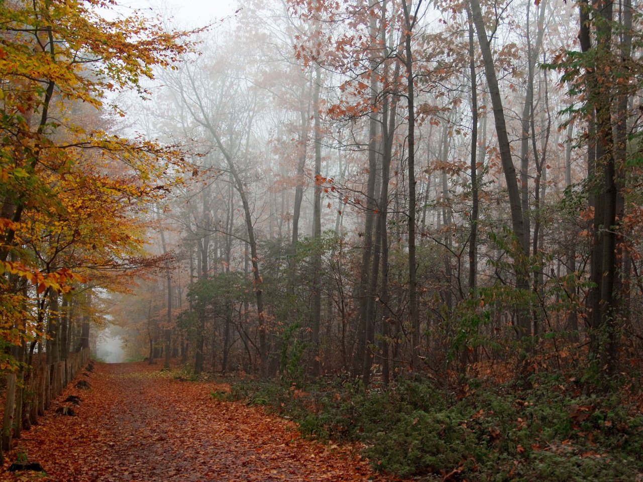 Обои лес, листва, осень, forest, foliage, autumn разрешение 1920x1200 Загрузить