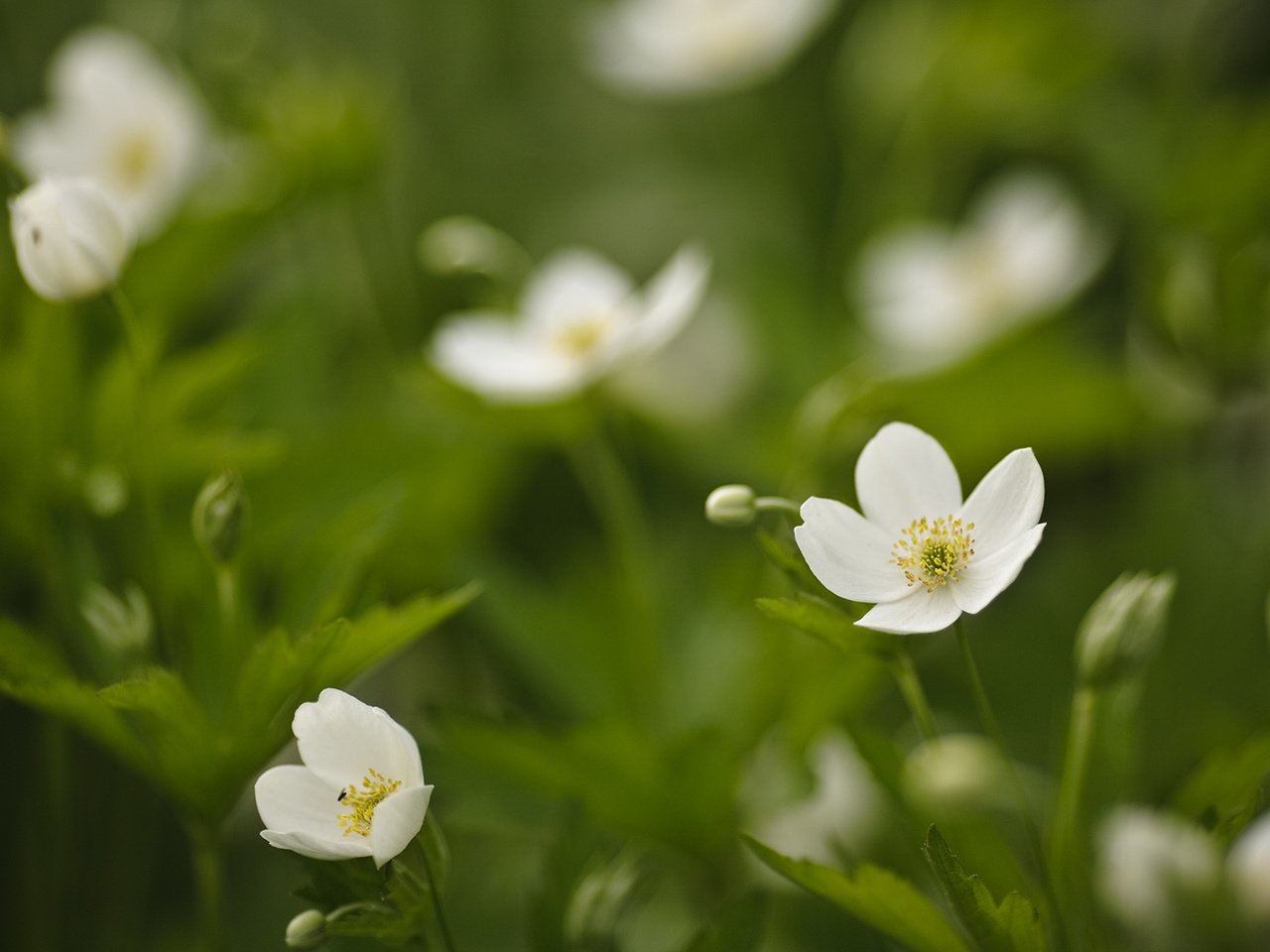 Обои цветы, трава, белые, зеленая, flowers, grass, white, green разрешение 1920x1080 Загрузить