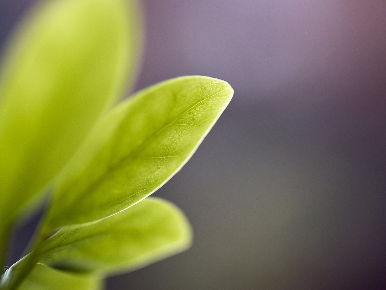 Обои листья, цветок, листы, жилки, стебли, зеленый лист, leaves, flower, veins, stems, green leaf разрешение 2560x1600 Загрузить