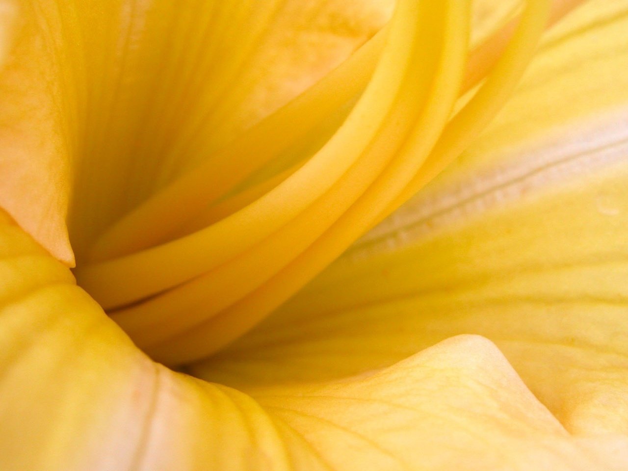 Обои желтый, макро, цветок, yellow, macro, flower разрешение 1920x1200 Загрузить