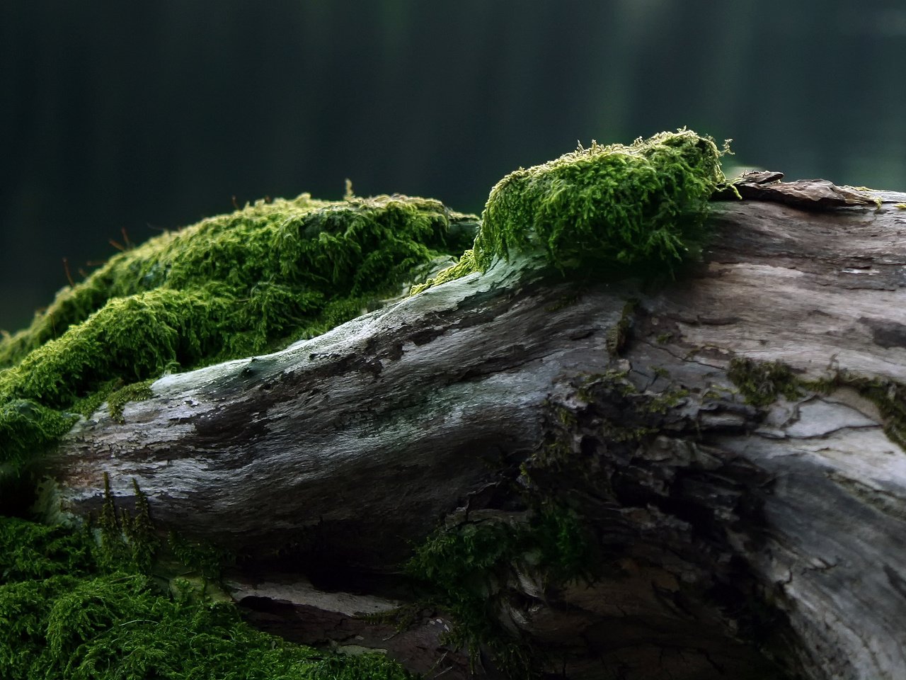 Обои дерево, мох, tree, moss разрешение 2560x1600 Загрузить