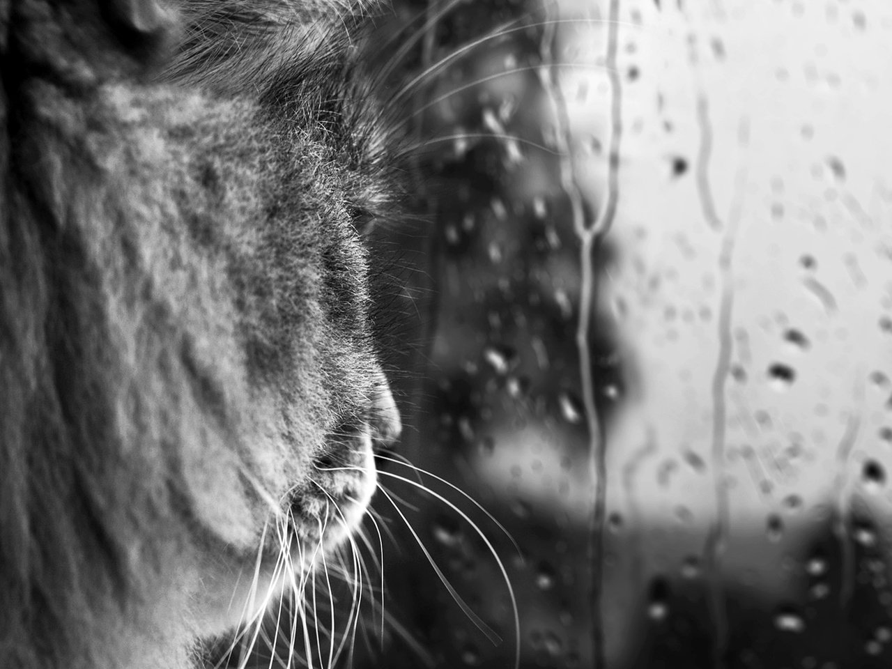 Обои кот, усы, капли, черно-белая, дождь, стекло, cat, mustache, drops, black and white, rain, glass разрешение 1920x1080 Загрузить