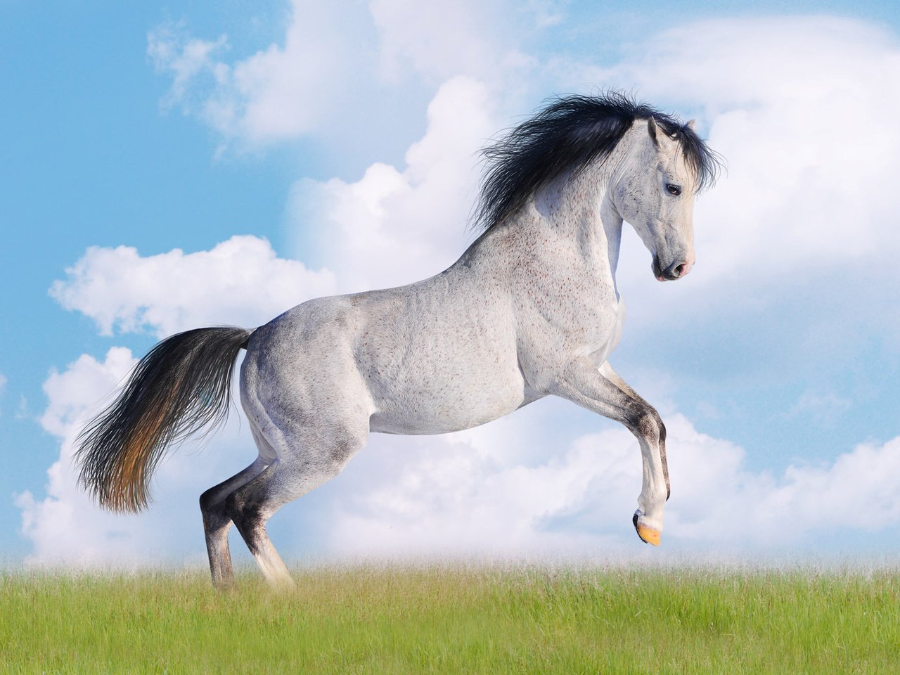 Обои небо, лошадь, трава, облака, конь, 17, the sky, horse, grass, clouds разрешение 1920x1200 Загрузить