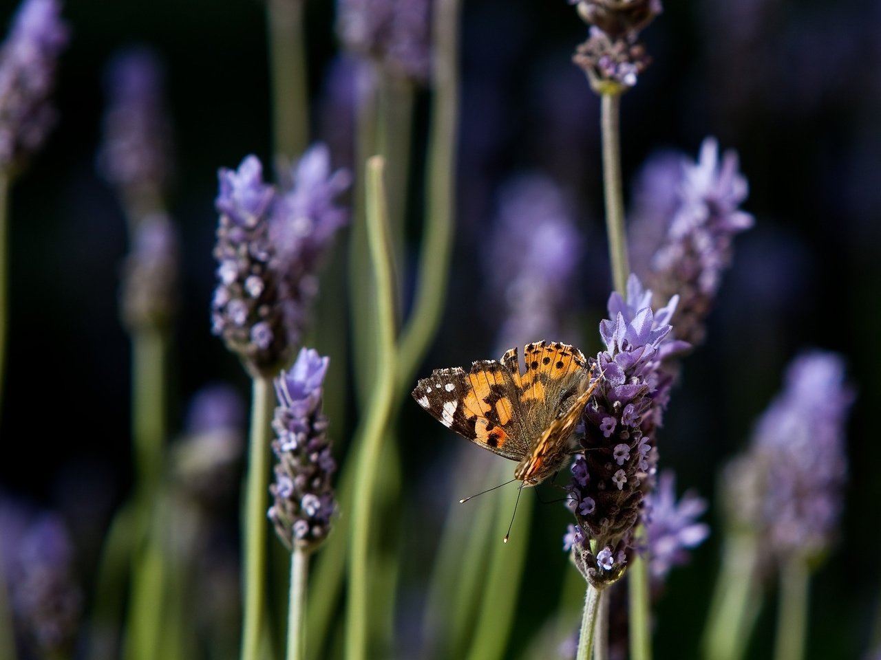 Обои цветы, природа, лаванда, бабочка, flowers, nature, lavender, butterfly разрешение 1920x1200 Загрузить