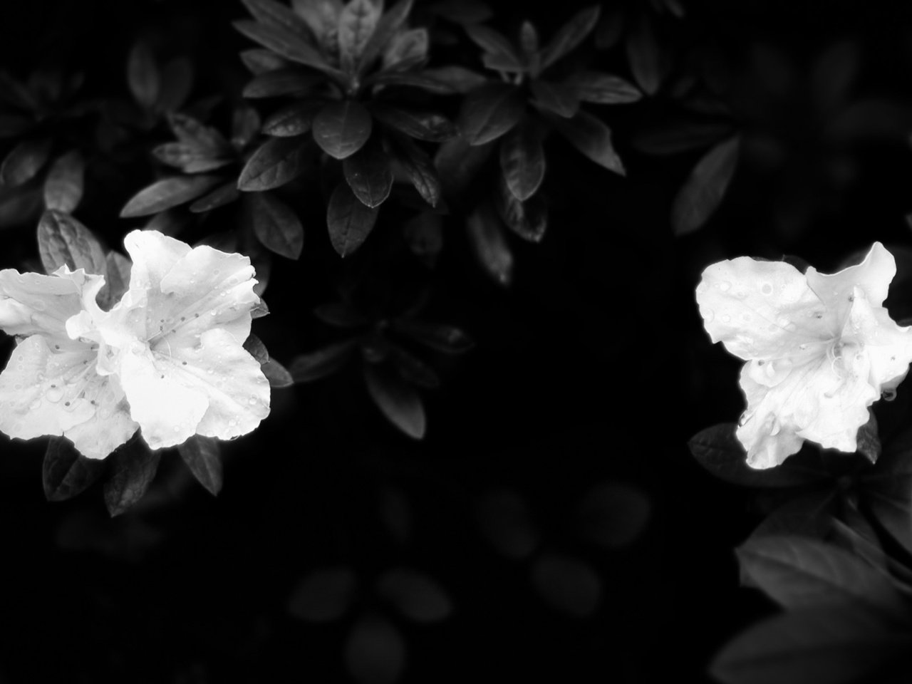 Обои листья, лепестки, чёрно-белое, белые, темнота, leaves, petals, black and white, white, darkness разрешение 1920x1200 Загрузить