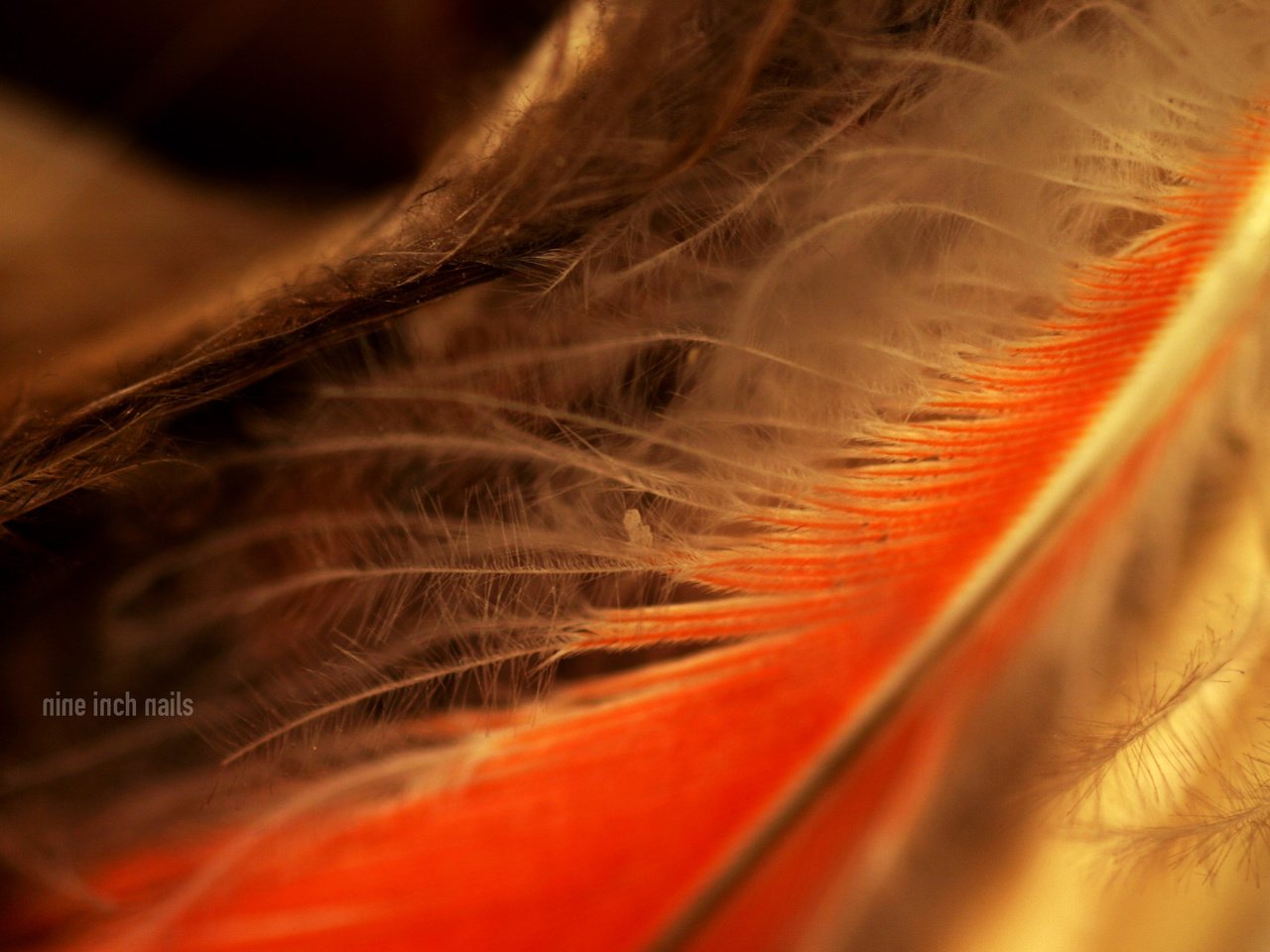 Обои перья, nine inch nails, перо, крупным планом, перышко, feathers, pen, closeup, a feather разрешение 2400x1800 Загрузить