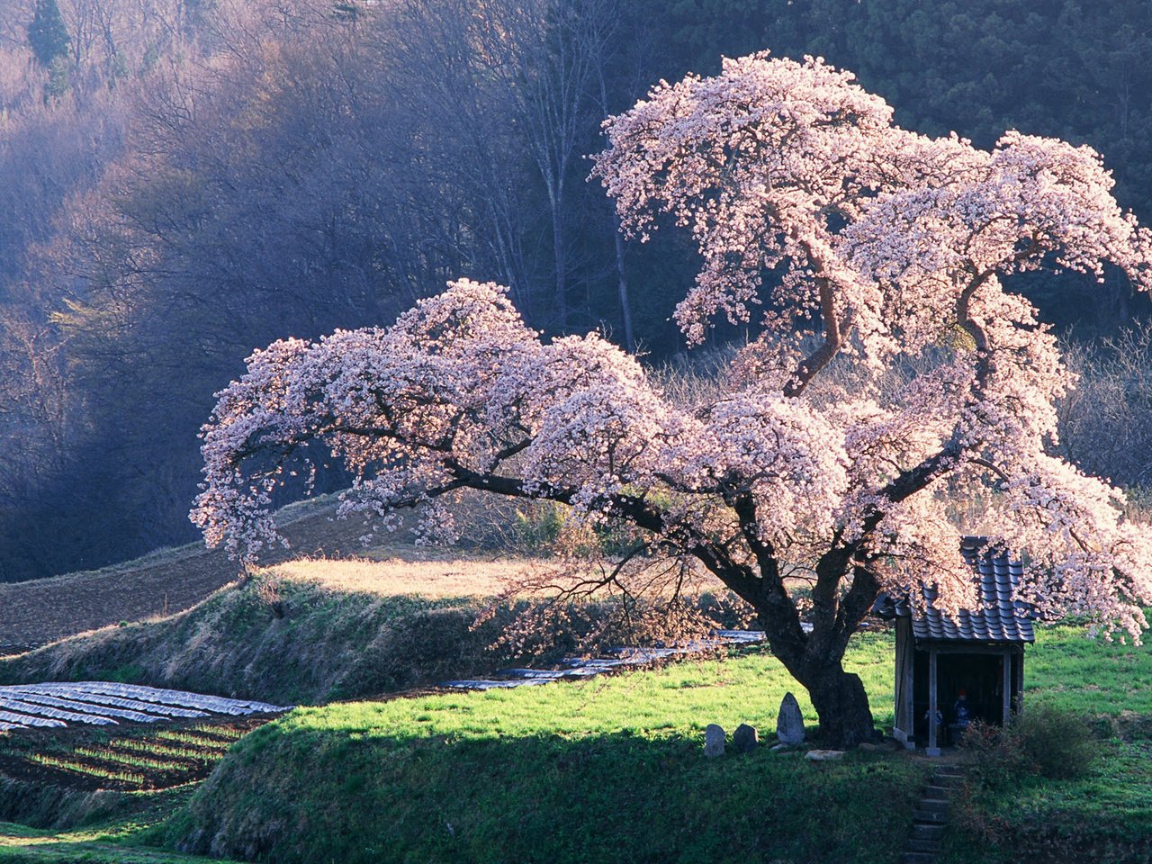 Обои дерево, сакура, клозет, tree, sakura, the closet разрешение 1920x1200 Загрузить