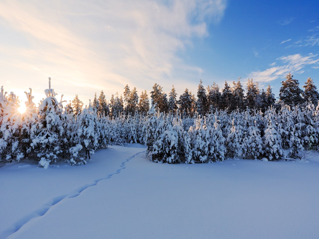 Обои снег, зима, елки, snow, winter, tree разрешение 1920x1200 Загрузить