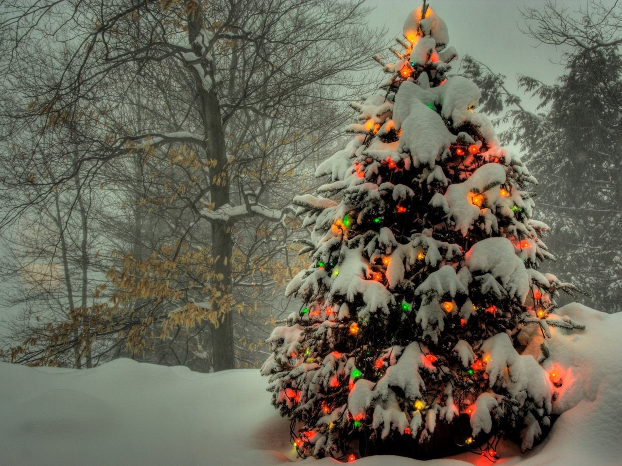 Обои огни, снег, елка, гирлянды, цветные, зимний.лес, lights, snow, tree, garland, colored, winter.forest разрешение 2560x1600 Загрузить