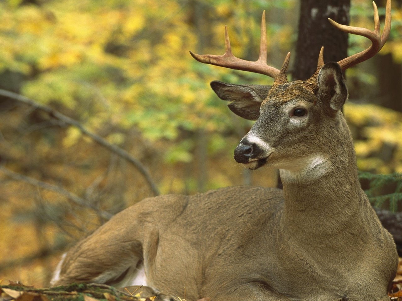 Обои северная америка, олень белохвостый, odocoileus virginianus, north america, white-tailed deer разрешение 1920x1200 Загрузить