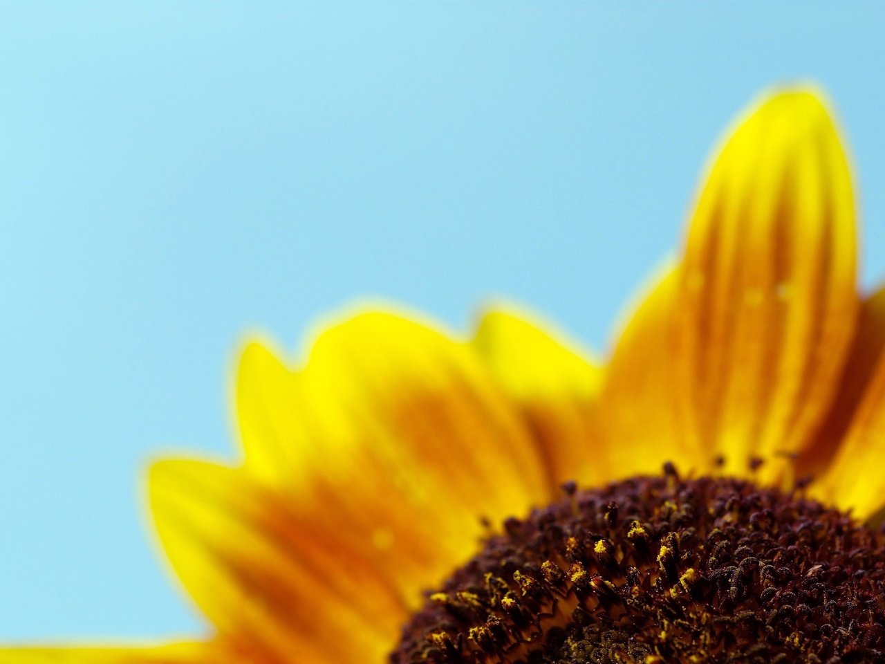 Обои желтый, синий, лепестки, минимализм, yellow, blue, petals, minimalism разрешение 2560x1600 Загрузить