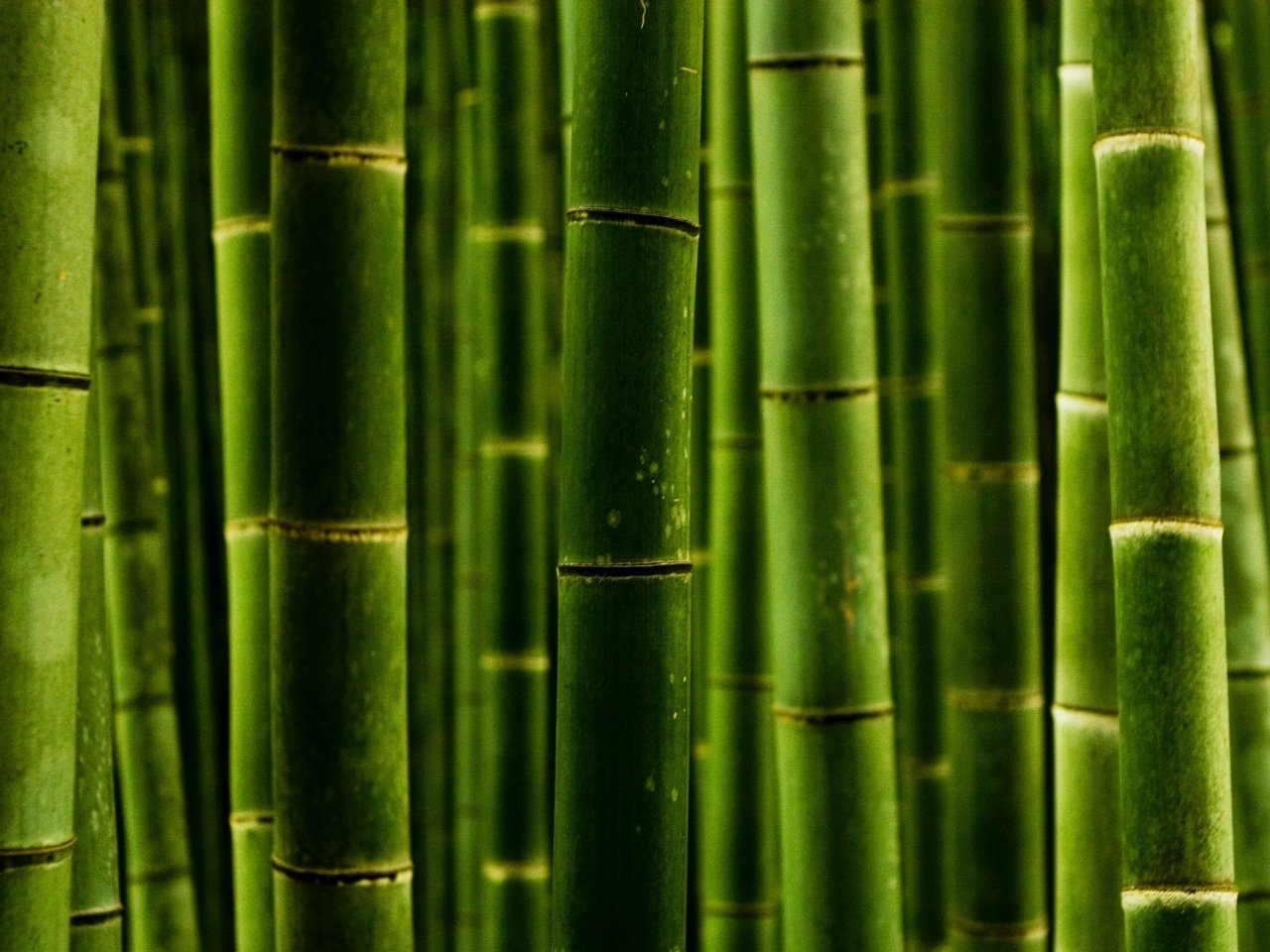 Обои природа, обои, макро, фото, стволы, бамбук, nature wallpapers, green style, macro photos, nature, wallpaper, macro, photo, trunks, bamboo разрешение 2560x1600 Загрузить