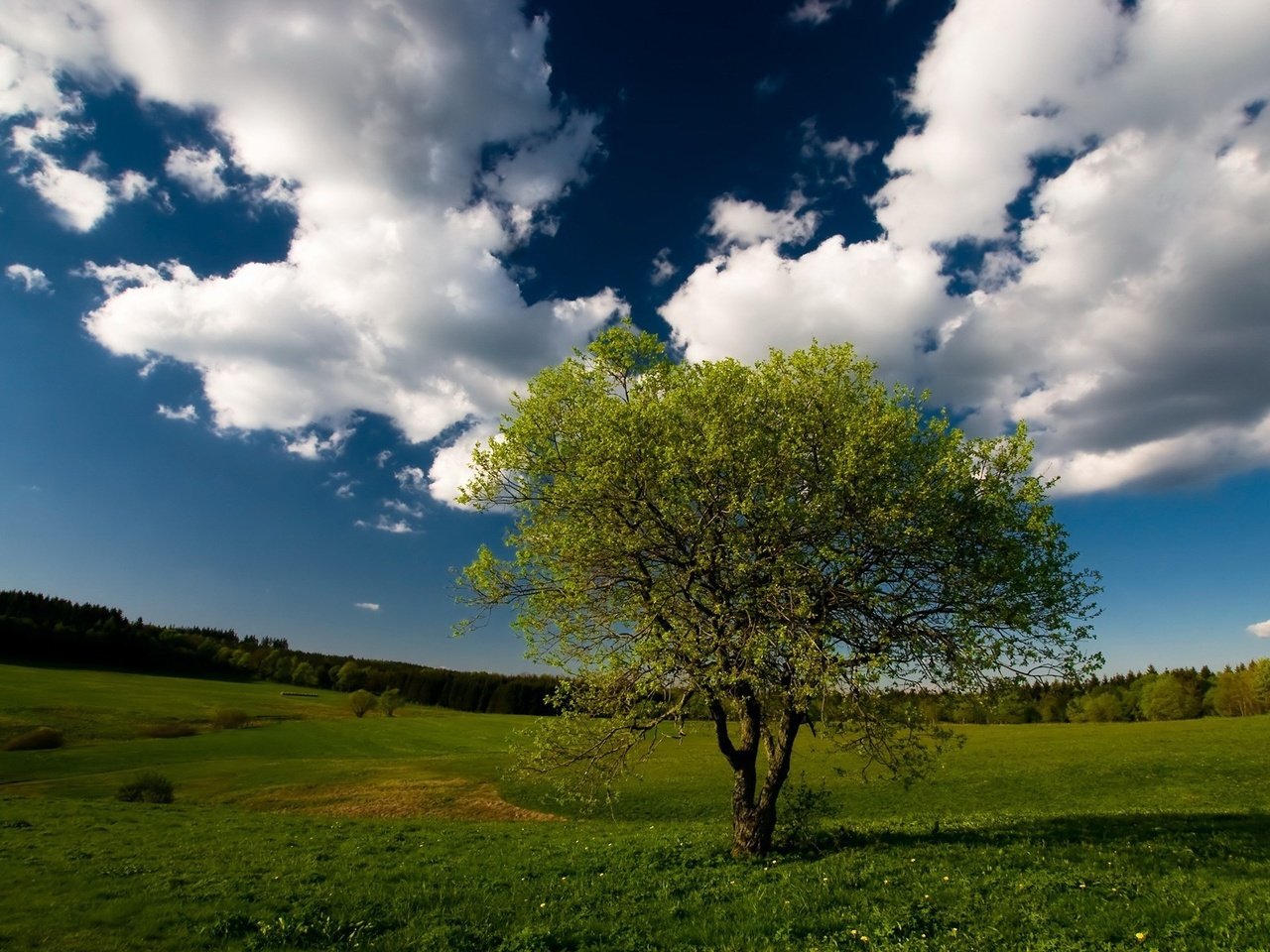 Обои небо, облака, дерево, лес, поле, the sky, clouds, tree, forest, field разрешение 1920x1200 Загрузить