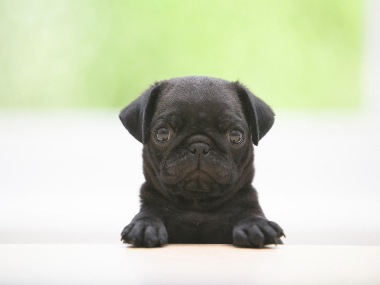 Обои мордочка, взгляд, черный, собака, щенок, растерянный, курносый, мопс, muzzle, look, black, dog, puppy, confused, snub, pug разрешение 2000x1333 Загрузить