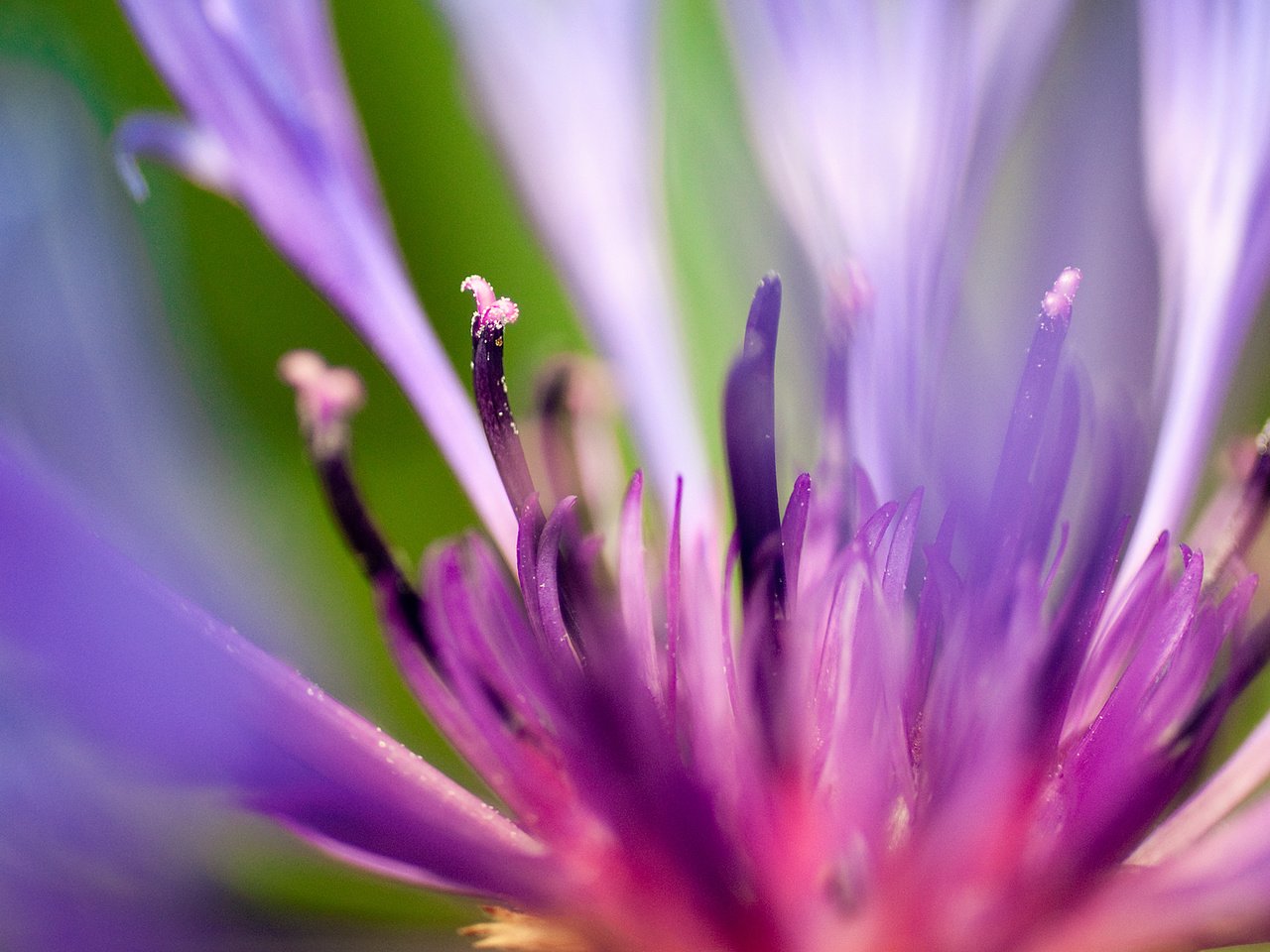 Обои макро, синий, цветок, лепестки, flash of summer, липестки, василек, сердцевина, macro, blue, flower, petals, lipestki, cornflower, core разрешение 1920x1080 Загрузить