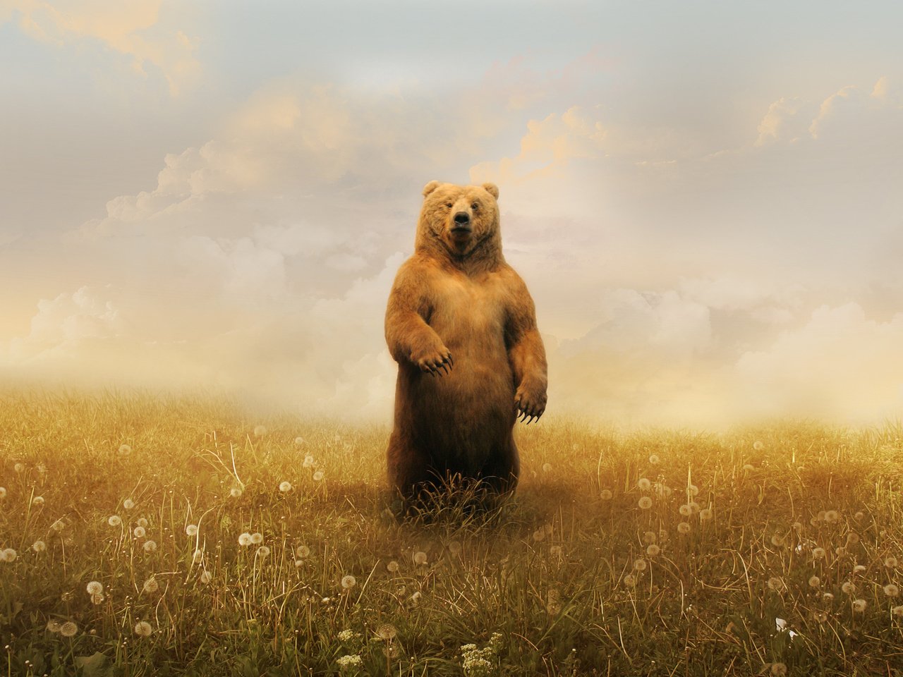 Обои облака, медведь, одуванчики, clouds, bear, dandelions разрешение 2560x1600 Загрузить