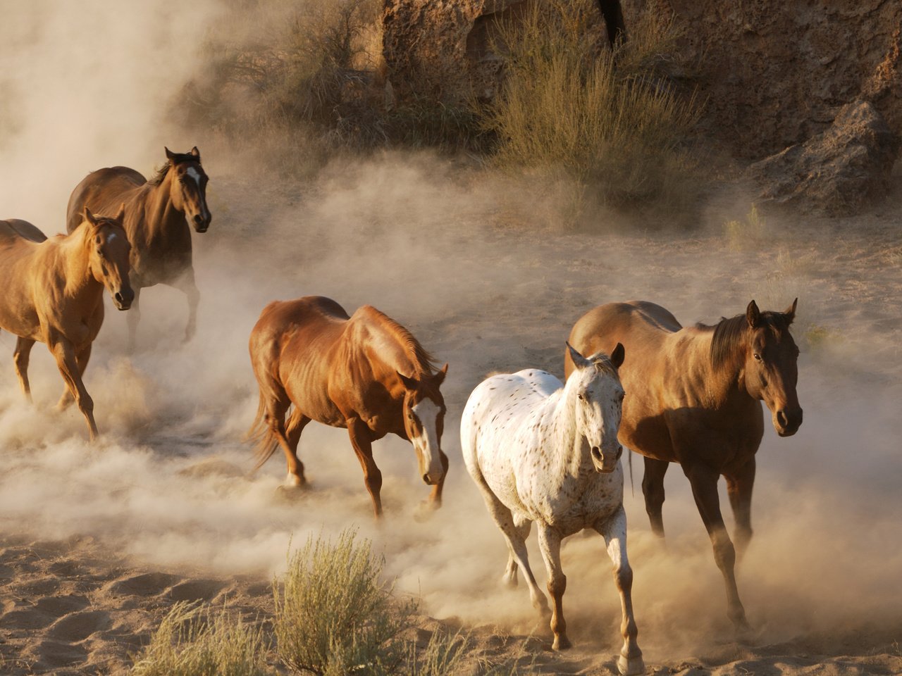 Обои фото, животные, лошади, кони, пыль, стадо, табун, дикая природа, photo, animals, horse, horses, dust, the herd, wildlife разрешение 2560x1702 Загрузить