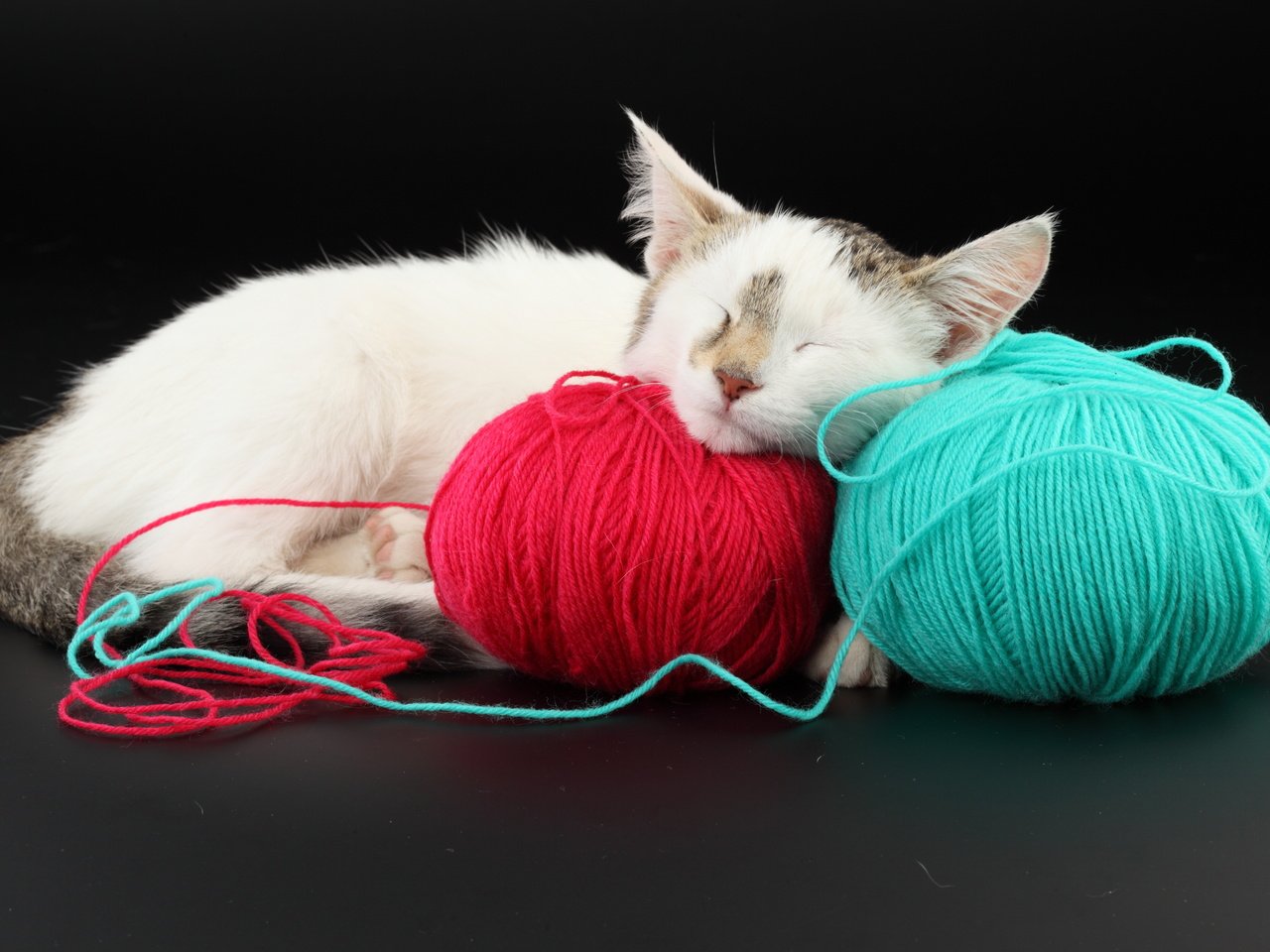 Обои кот, красный, голубой, клубки, cat, red, blue, balls разрешение 5616x3744 Загрузить