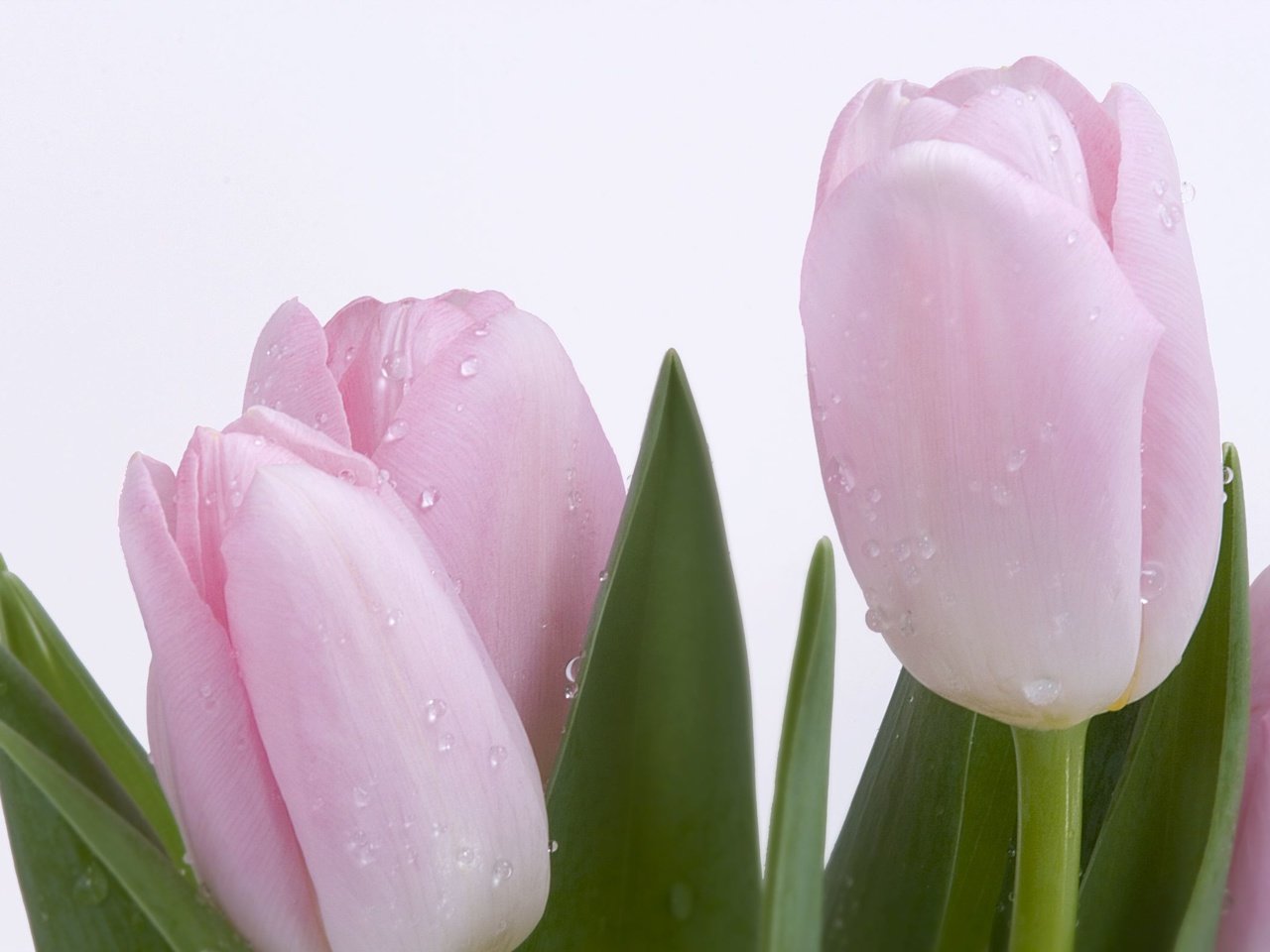 Обои роса, капли, весна, розовый, нежность, тюльпан, rosa, drops, spring, pink, tenderness, tulip разрешение 2560x1600 Загрузить