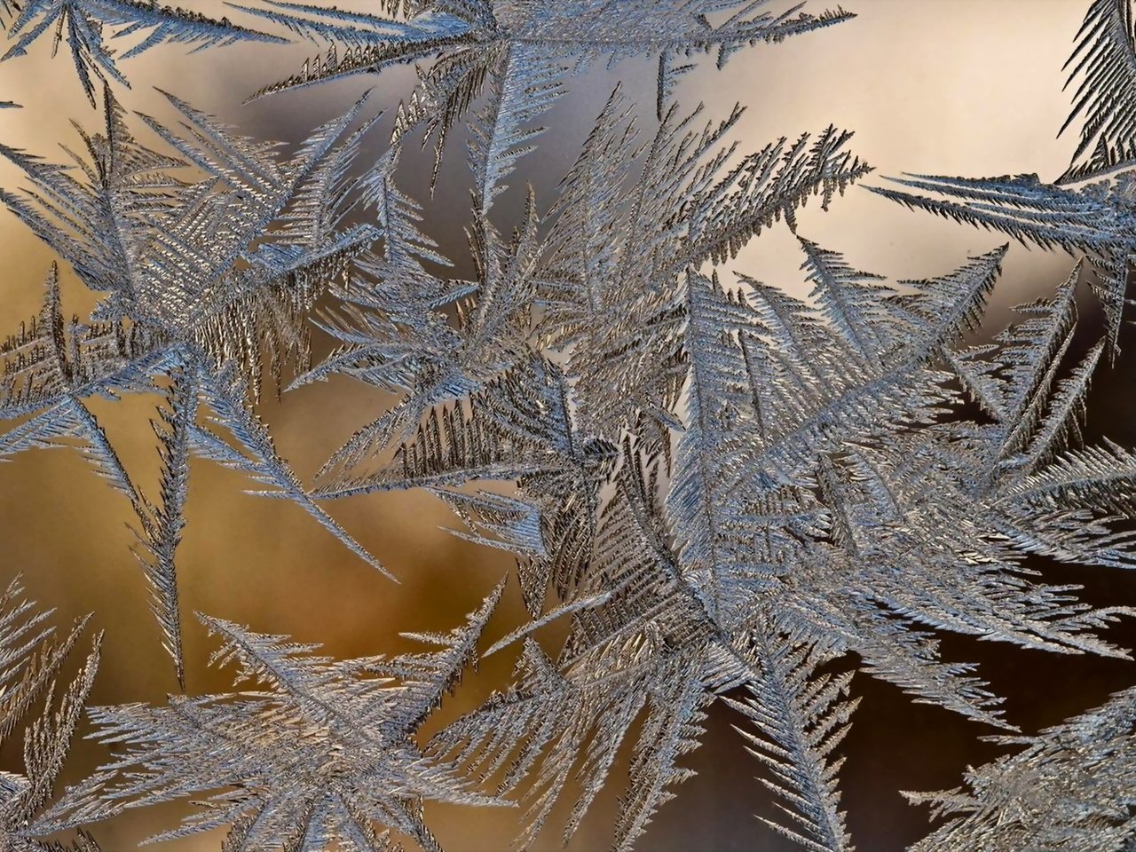 Обои зима, стекло, наледь, winter, glass, frost разрешение 1920x1200 Загрузить