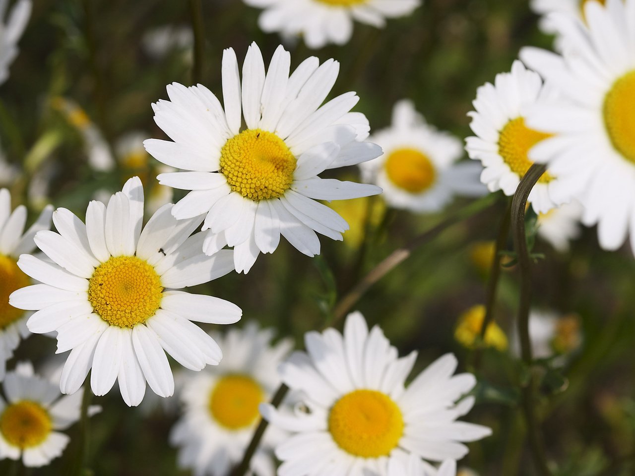 Обои цветы, лепестки, ромашки, много, белоснежные, flowers, petals, chamomile, a lot, white разрешение 2560x1600 Загрузить