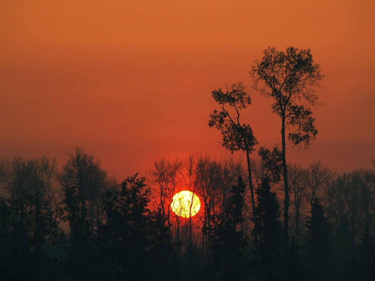 Обои небо, деревья, солнце, закат, the sky, trees, the sun, sunset разрешение 1920x1440 Загрузить