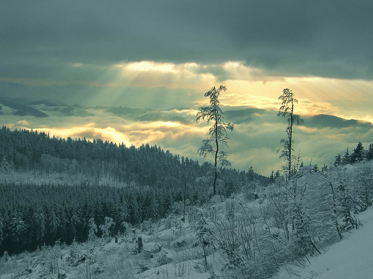 Обои снег, лес, лучи, snow, forest, rays разрешение 1920x1080 Загрузить