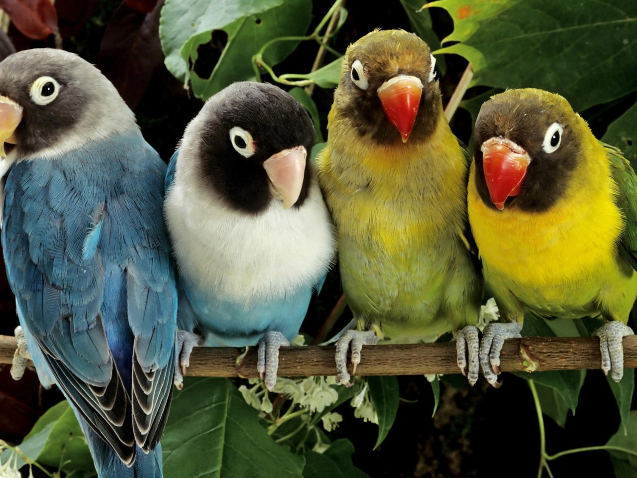 Обои цвета, краски, птицы, попугаи, color, paint, birds, parrots разрешение 1920x1200 Загрузить