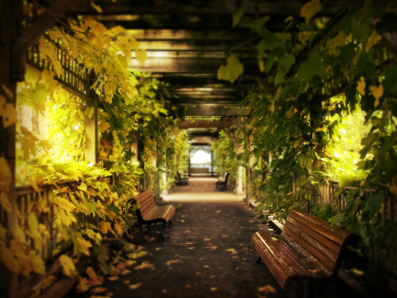 Обои листья, виноград, скамейки, коридор, leaves, grapes, benches, corridor разрешение 3084x2211 Загрузить