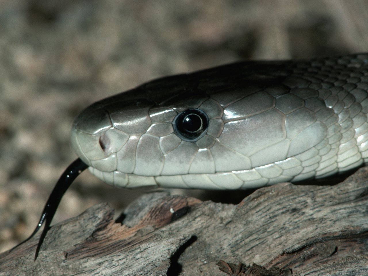 Обои глаза, камни, змея, язык, серая змея, черный язык, мамба, eyes, stones, snake, language, grey snake, black tongue, mamba разрешение 3580x2346 Загрузить