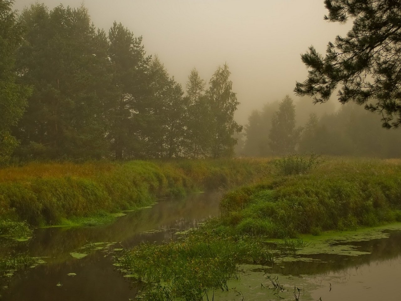 Обои лес, болото, туман, forest, swamp, fog разрешение 1920x1200 Загрузить