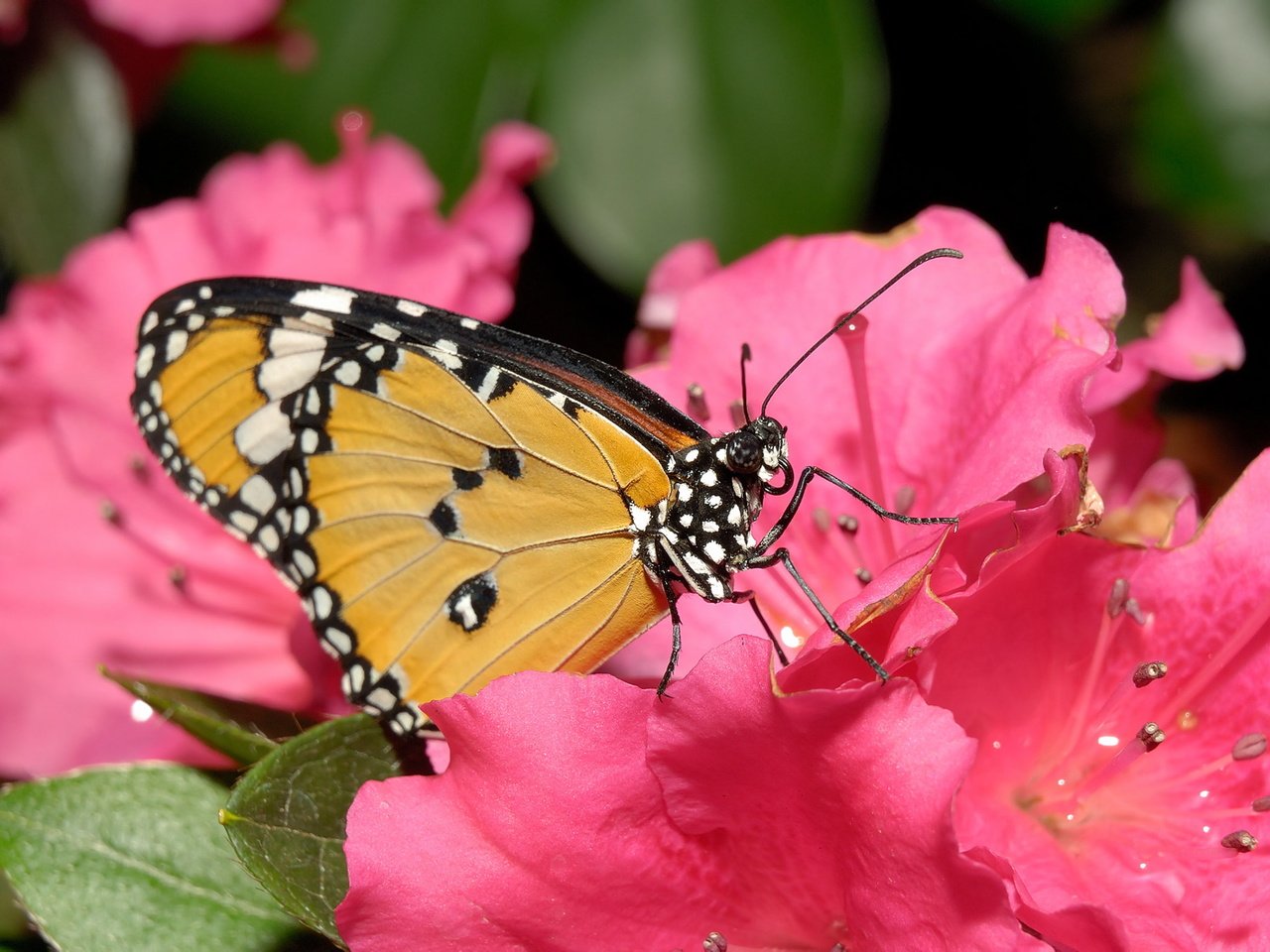 Обои цветок, бабочка, лепесток, нектар, flower, butterfly, petal, nectar разрешение 1920x1200 Загрузить