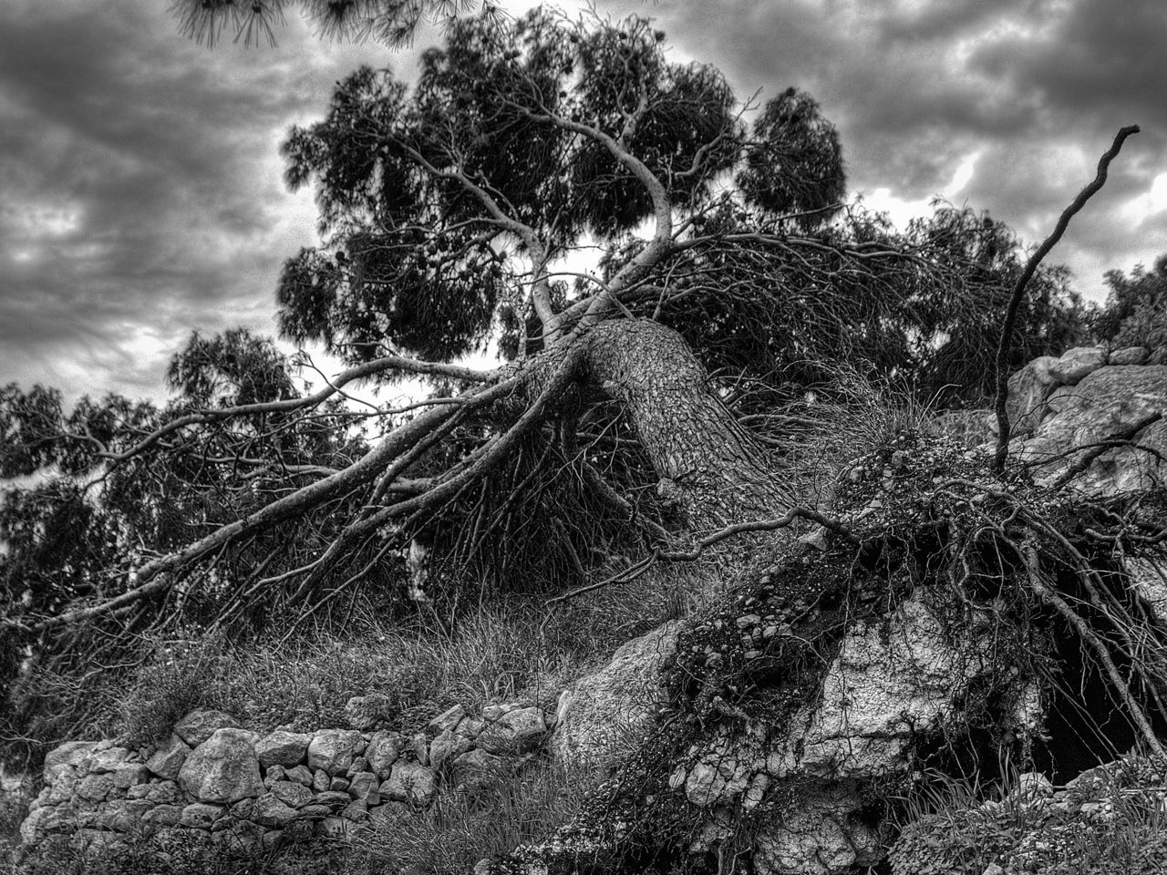 Обои дерево, чёрно-белое, корень, чернобелый, упавшее, кадр, tree, black and white, root, fallen, frame разрешение 2560x1600 Загрузить