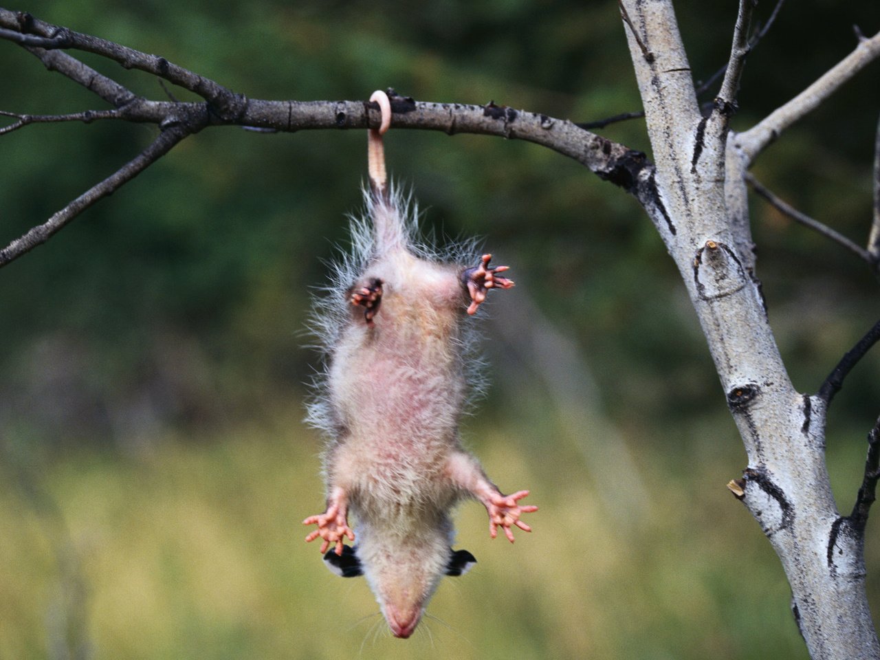 Обои ветка, опоссум, зависает, branch, possum, hangs разрешение 1920x1200 Загрузить