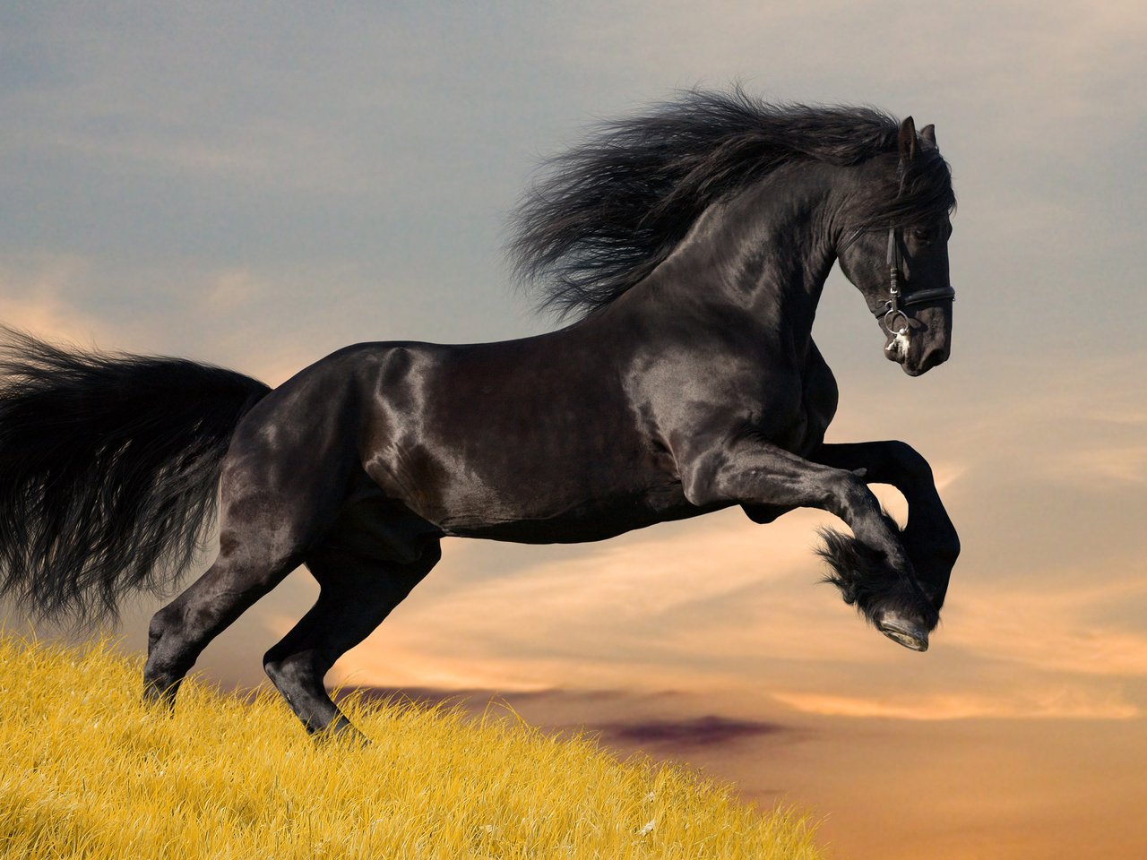 Обои лошадь, черный, мустанг, фризский конь, фриз, фризская, horse, black, mustang, friesian horse, frieze, frisian разрешение 2560x1600 Загрузить