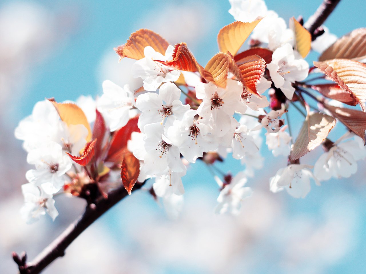 Обои белый, весна, вишня, white, spring, cherry разрешение 2560x1600 Загрузить