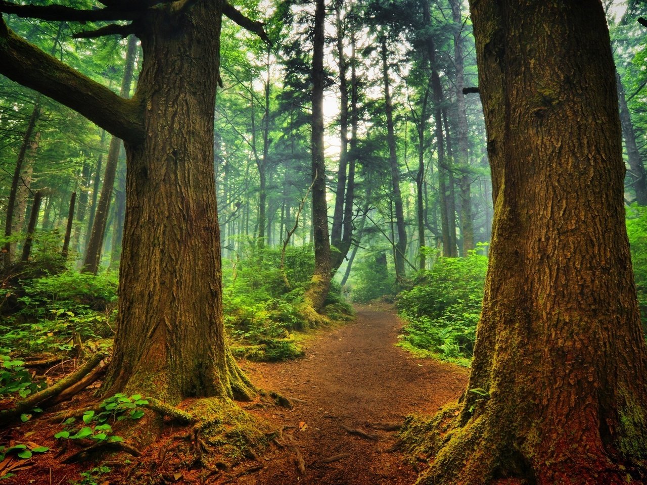 Обои деревья, природа, лес, пейзаж, туман, стволы, тропинка, trees, nature, forest, landscape, fog, trunks, path разрешение 1920x1200 Загрузить